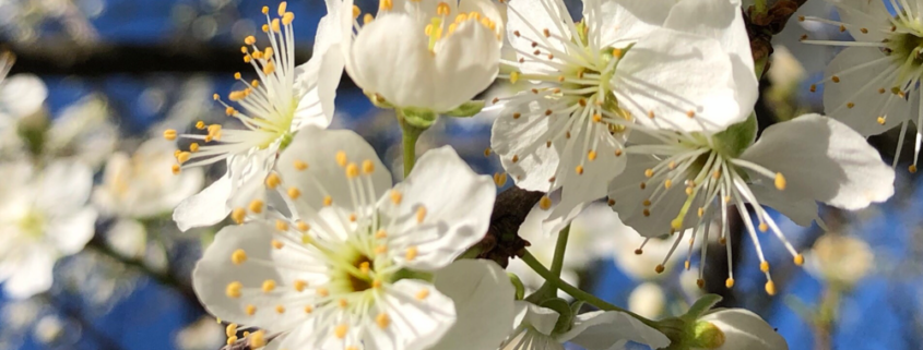 la fioritura degli alberi in primavera