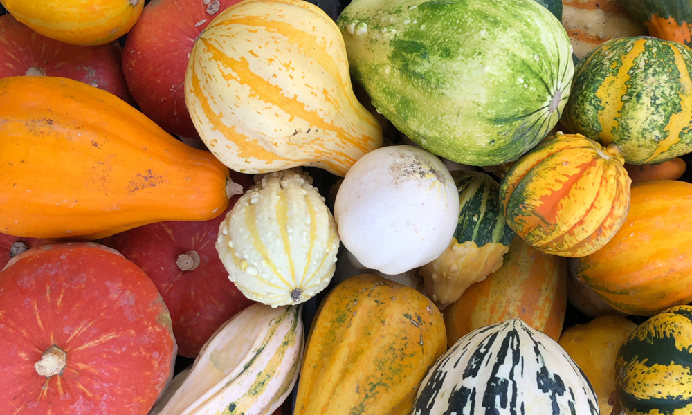 zucche di diverse varietà