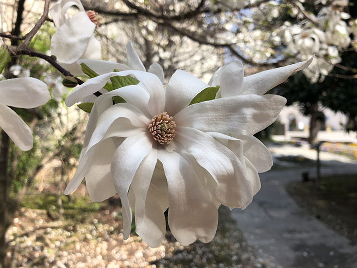 fiore primavera