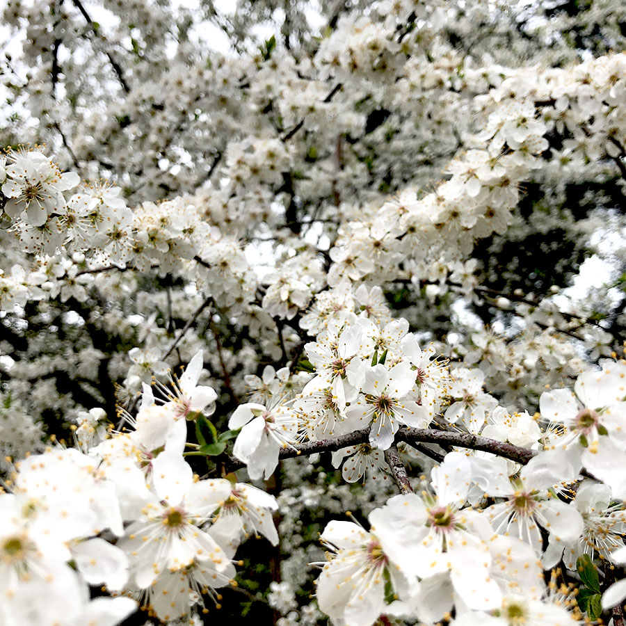 fiori-ciliegio-primavera