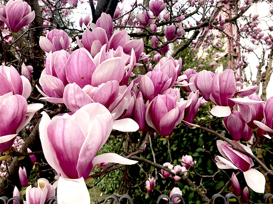 primavera e fiori rosa